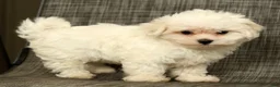 Maltese dogs for sale: Leo - Ad 2