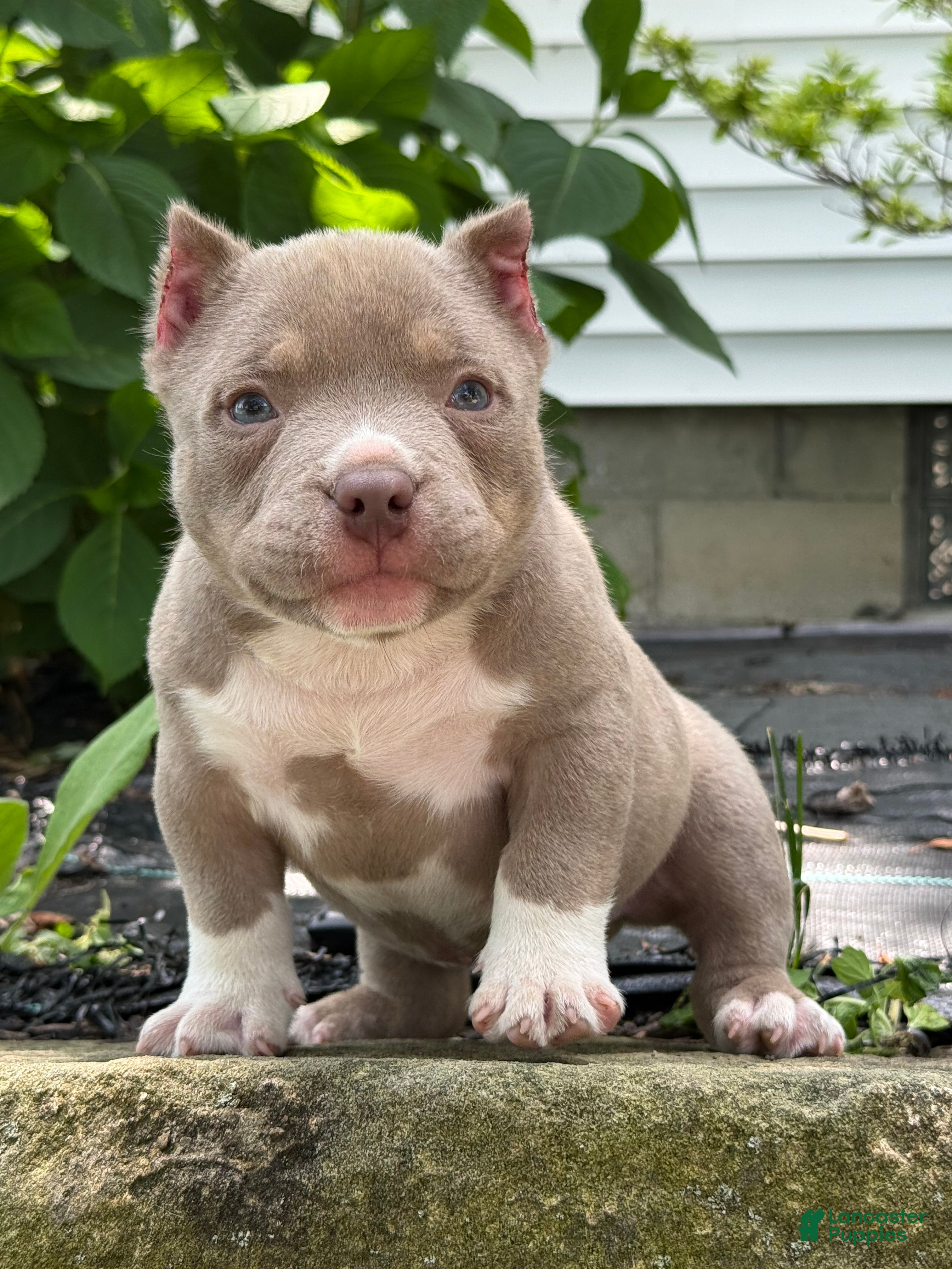 American Bully dogs Teddy - Ad 1