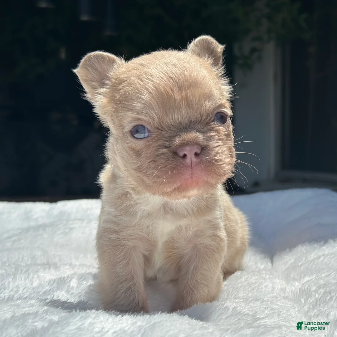 French Bulldog dogs for sale: New Shade Isabella Fawn - Ad 1