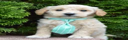Mini Goldendoodle dogs for sale: Mini George - Ad 13