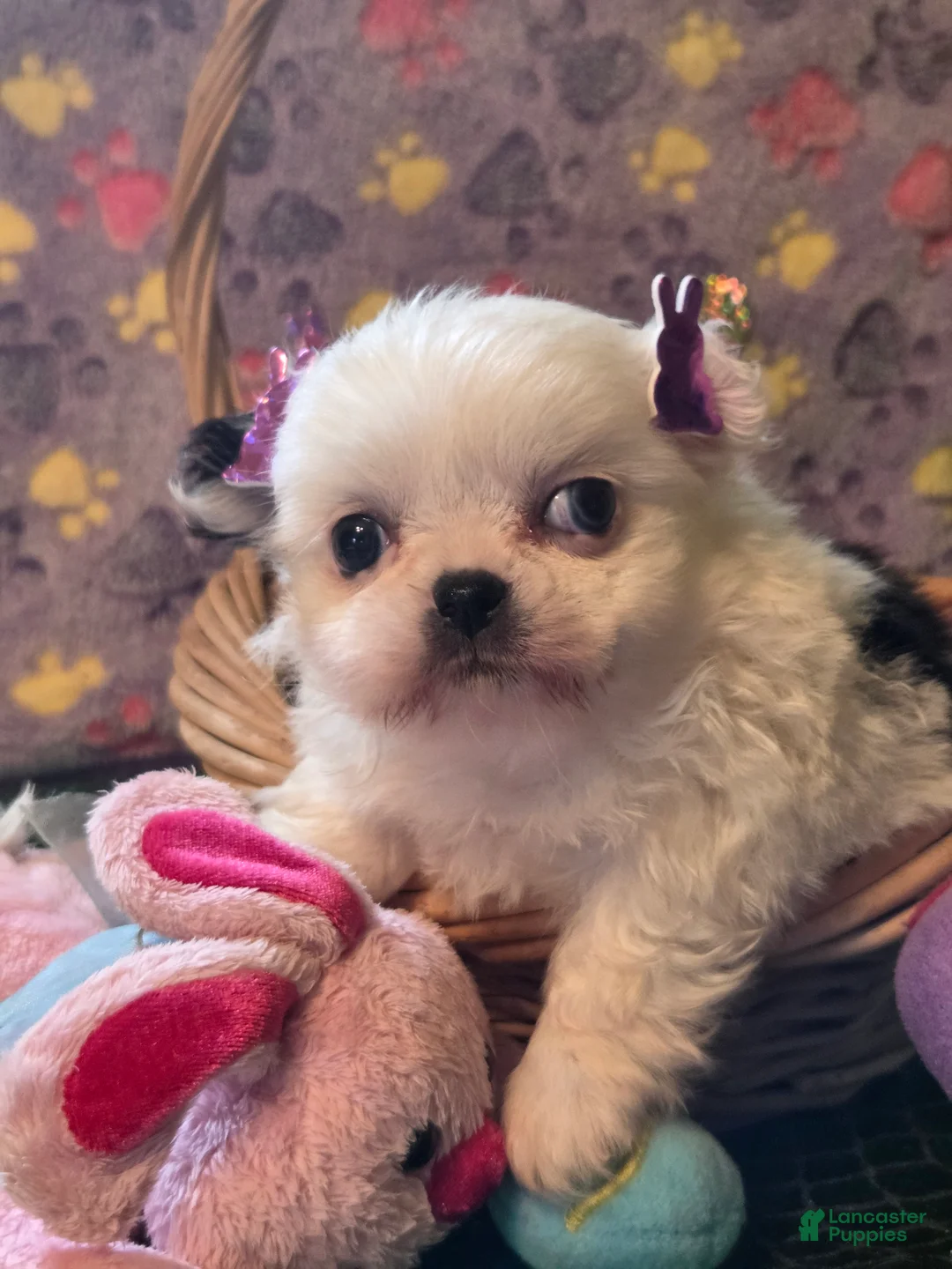 Mixed Breed dogs for sale: Mixed Breed Puppy 8 - Ad 2