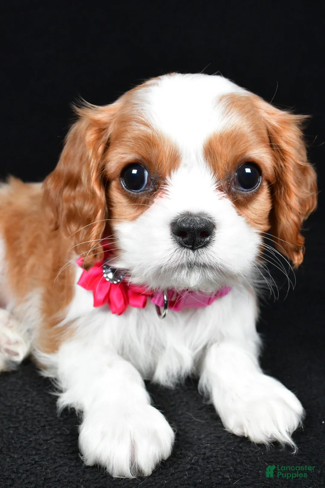 Cavalier King Charles Spaniel dogs for sale: Rose - Ad 5