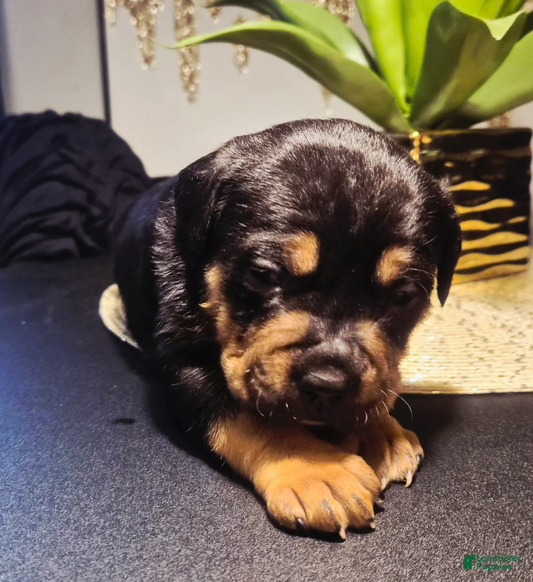 Mixed Breed dogs for sale: "LUDACRIS" - Ad 1