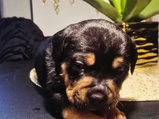 Mixed Breed dogs "LUDACRIS" - Ad 21