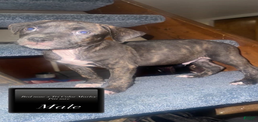 Gallery Image {{count}}