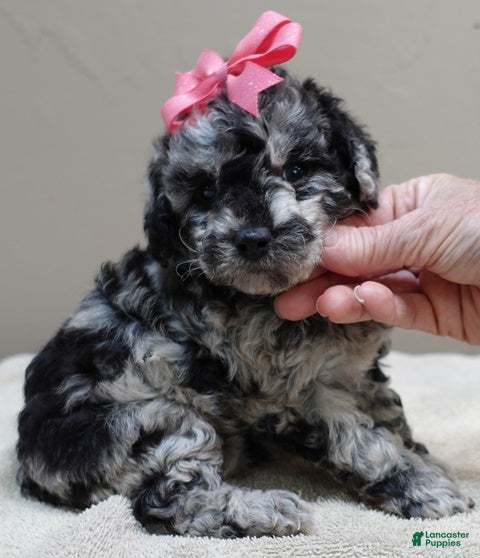 Toy Poodle dogs Marley blue merle - Ad 9