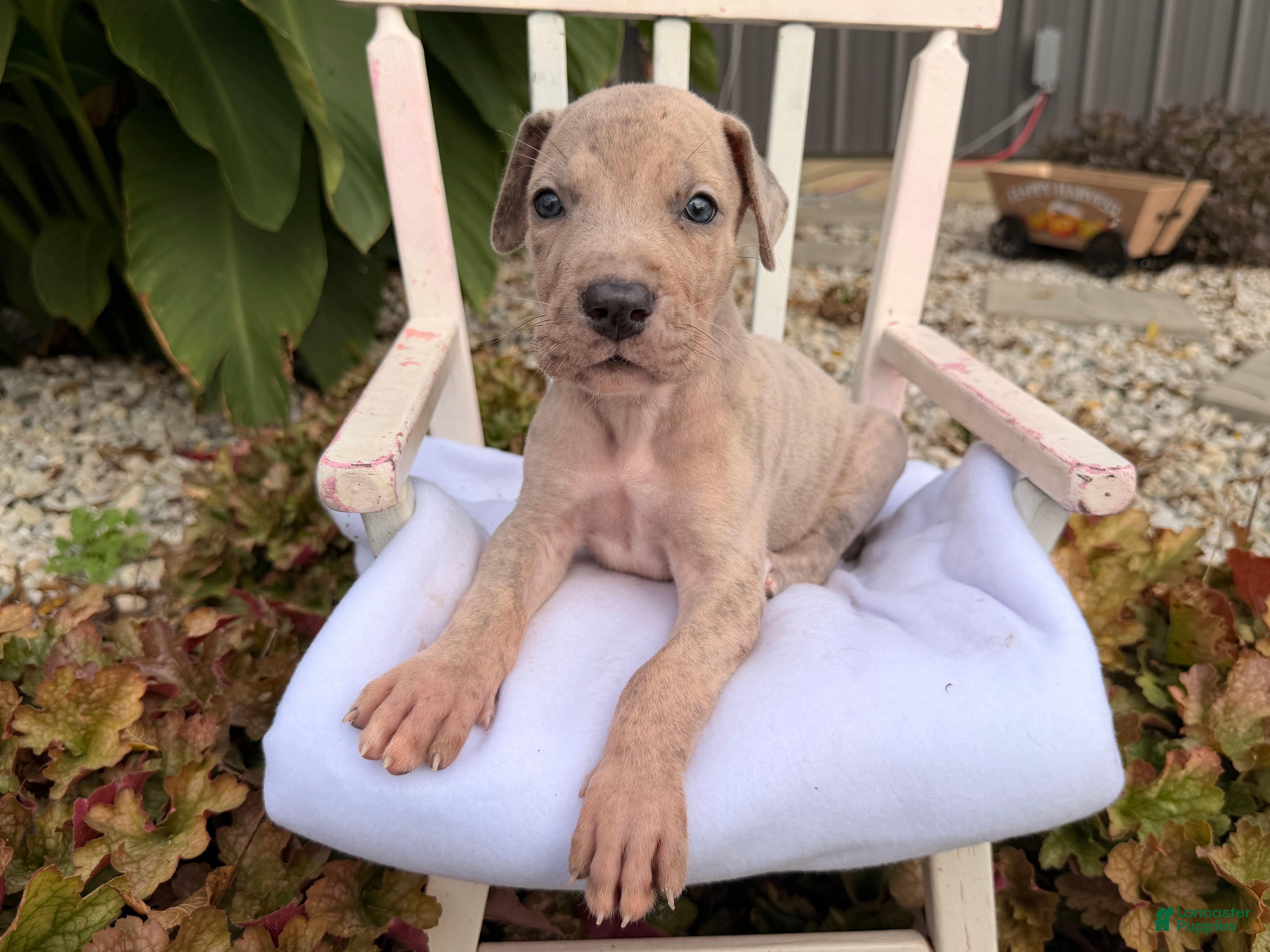 Great Dane dogs for sale: Ozzy  - Ad 2