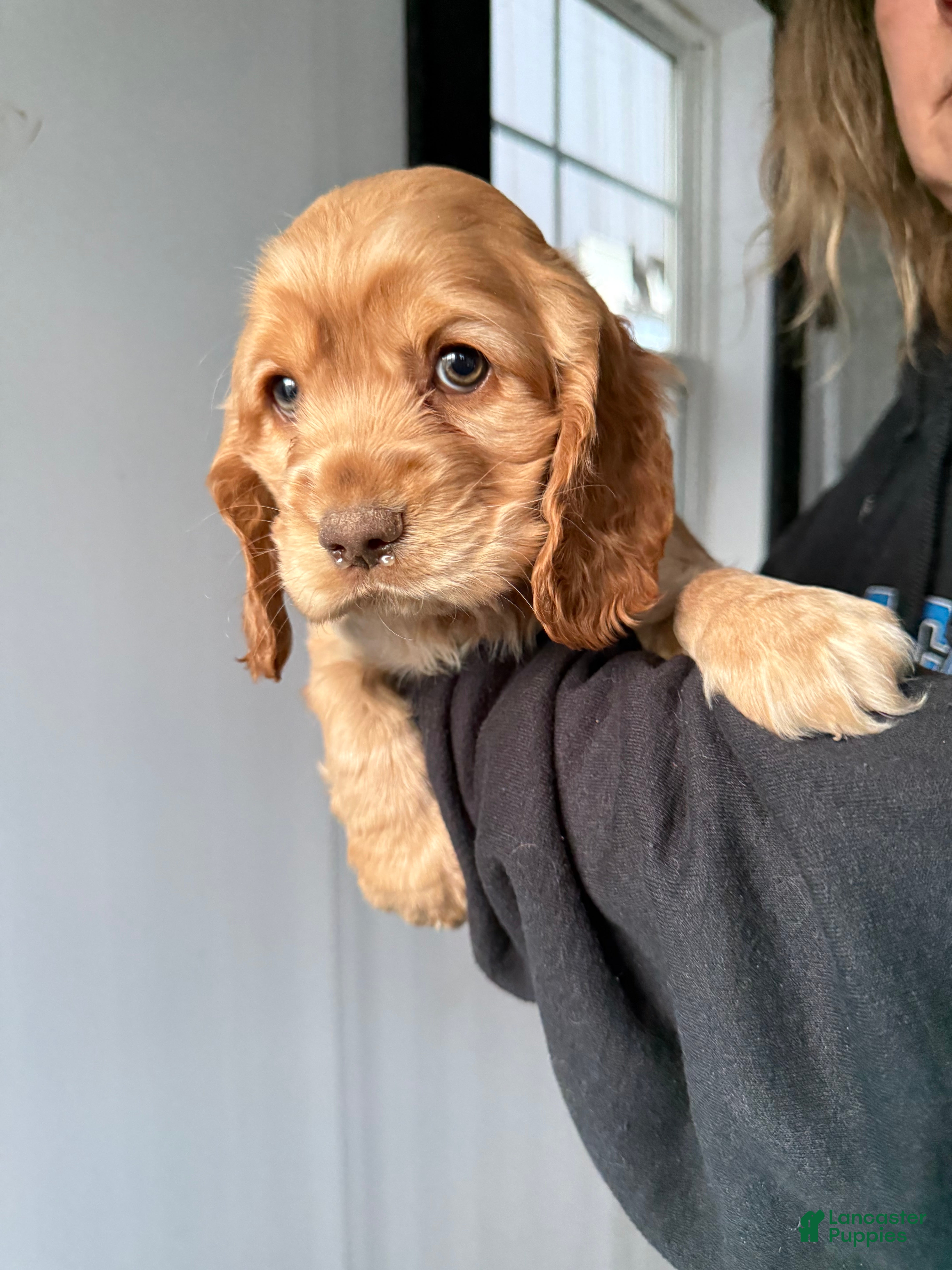 Cocker Spaniel dogs Arthur - Ad 37
