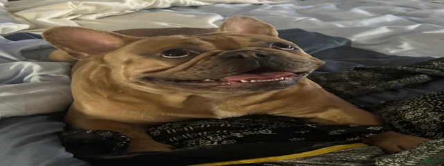 Brutus 