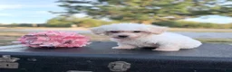 Bichon Frise dogs for sale: Bichon Frise - Misty - Ad 1