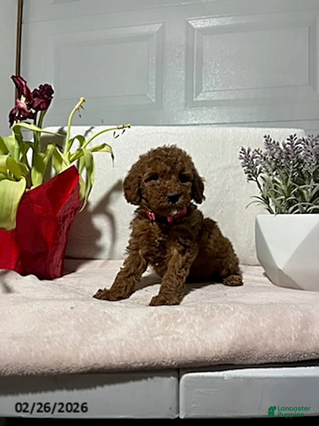 Miniature Poodle dogs for sale: Macy - Ad 4