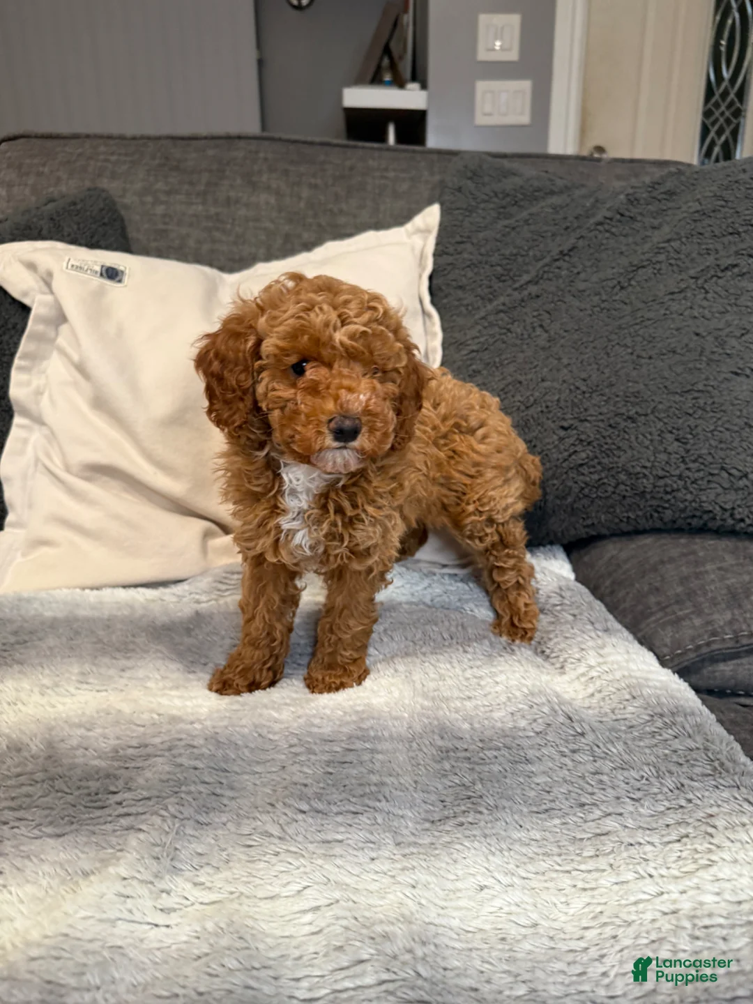 Mini Goldendoodle dogs for sale: Hannah - Ad 2