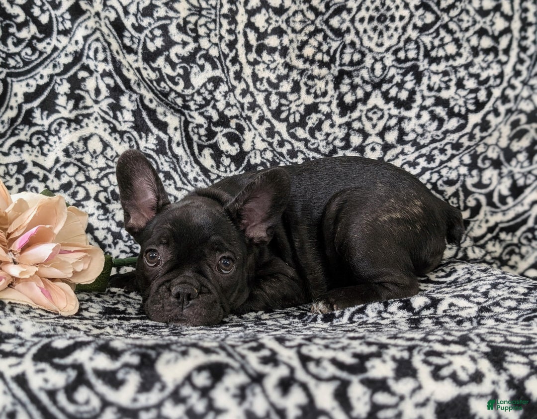 French Bulldog dogs for sale: Nadia - Ad 5