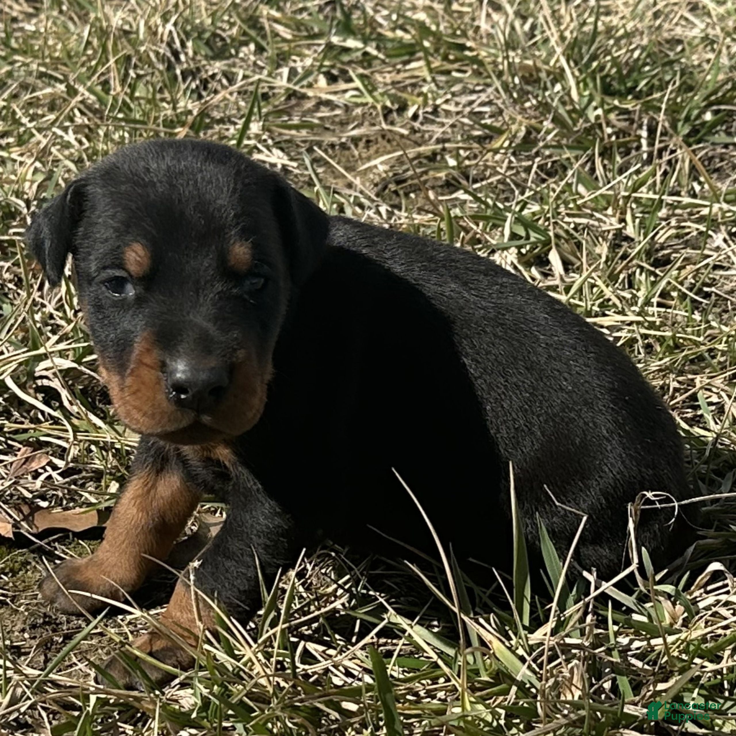 Doberman Pinscher dogs Samson  - Ad 1