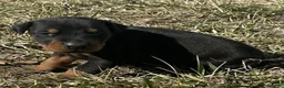 Doberman Pinscher dogs for sale: Samson  - Ad 1