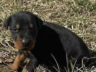 Doberman Pinscher dogs for sale: Samson - Ad 1