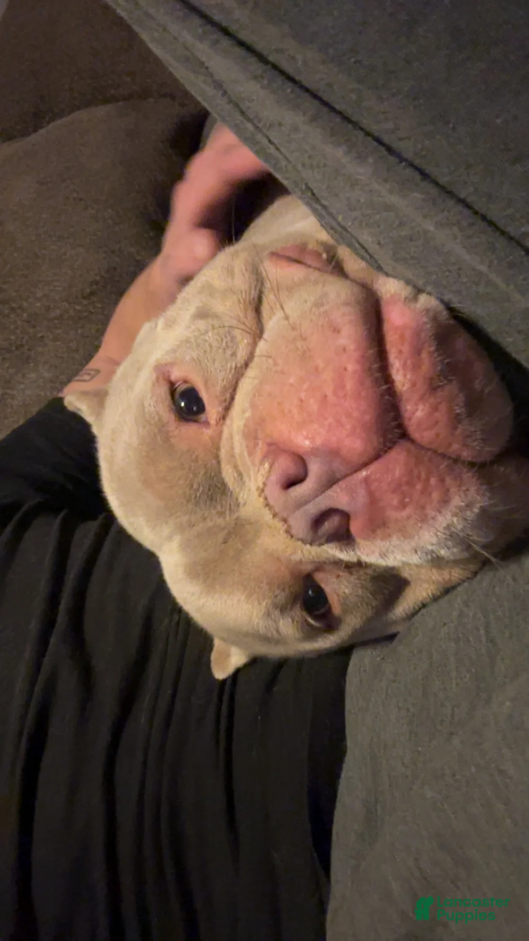 American Bully dogs for sale: American Bully Puppy 1 - Ad 4