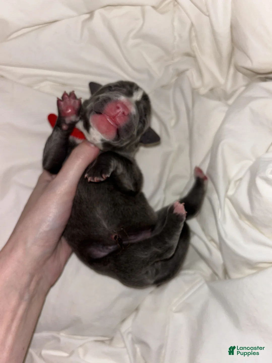 Cane Corso dogs for sale: Cane Corso Litter - Blue Dilutes - Ad 8