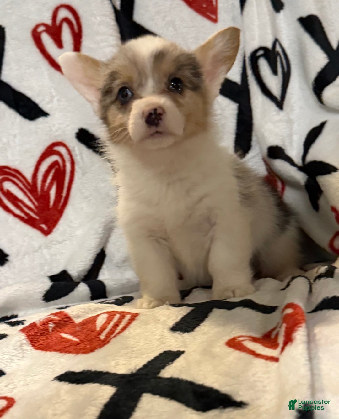 Welsh Corgi Pembroke dogs for sale: Bailey - Ad 2