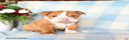 English Bulldog dogs for sale: Molly - Ad 1