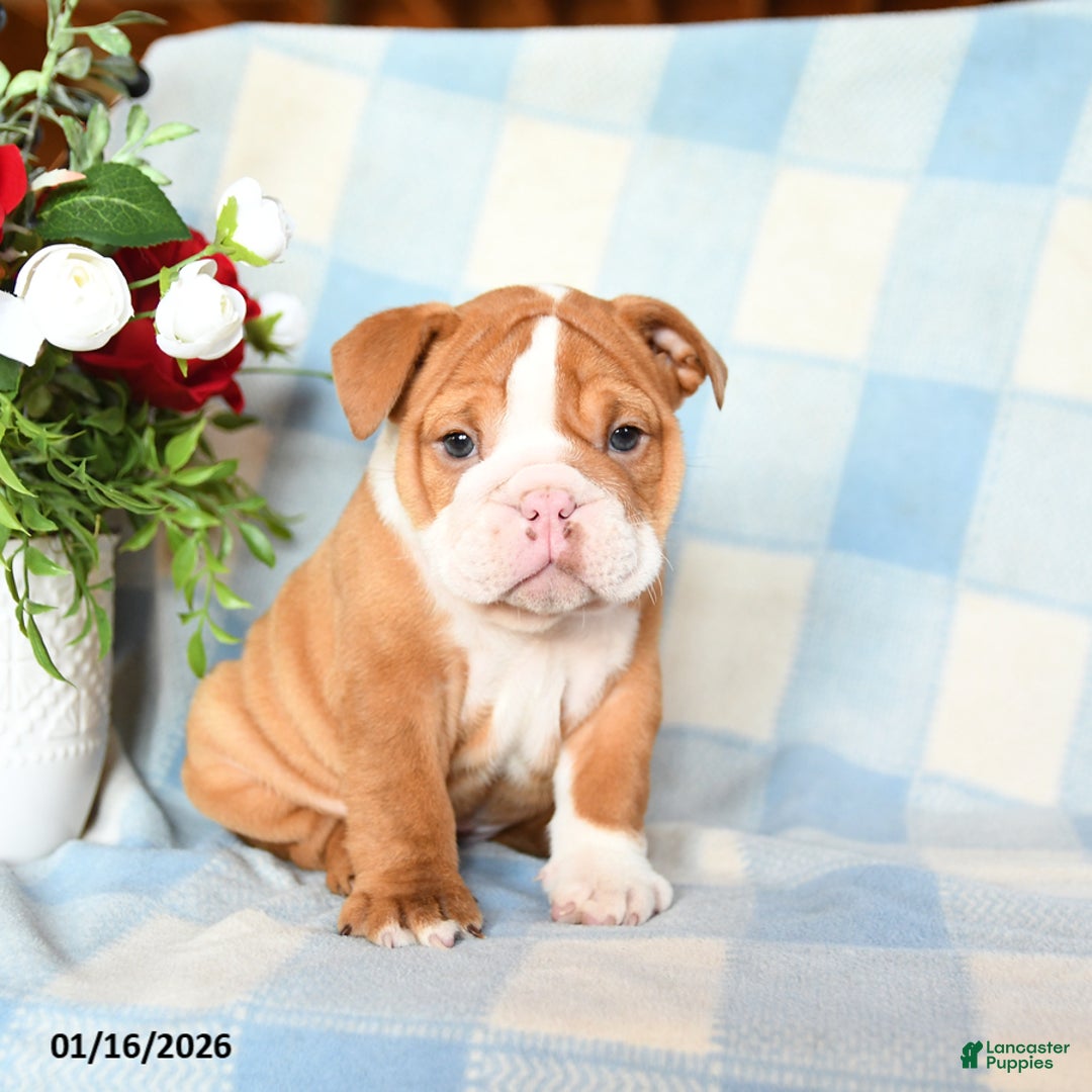 English Bulldog dogs for sale: Molly - Ad 1