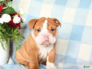 English Bulldog dogs Molly - Ad 32