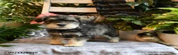 Miniature Schnauzer dogs for sale: Marley - Ad 4