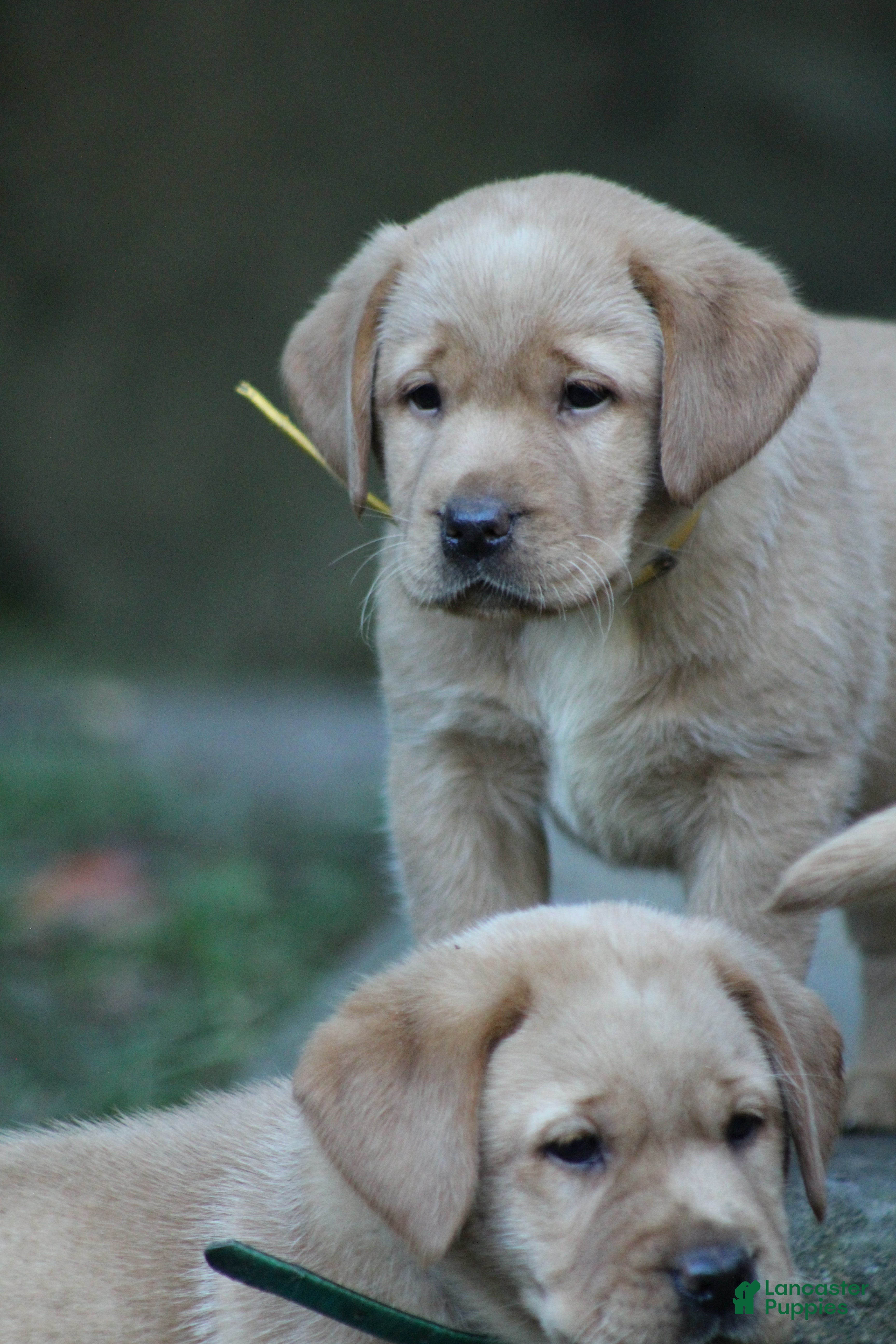 Labrador Retriever dogs Honey - Ad 2