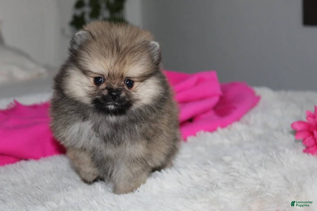 Pomeranian dogs for sale: Tiny Tessa - Ad 2
