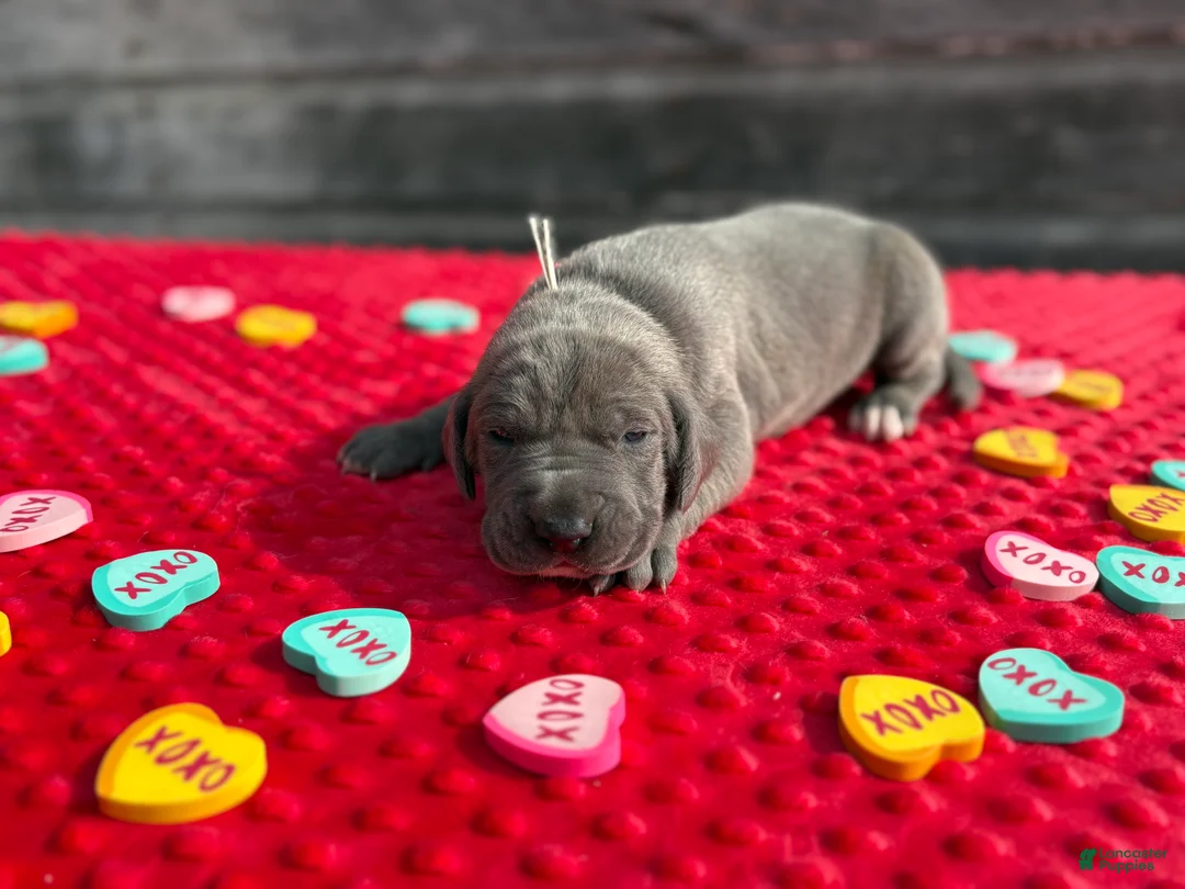 Great Dane dogs for sale: Great Dane - Cream - Ad 1