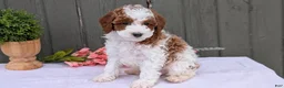 Miniature Poodle dogs for sale: Andor - Ad 4