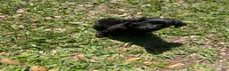 Cockapoo dogs for sale: Cockapoo Puppy 1 - Ad 3