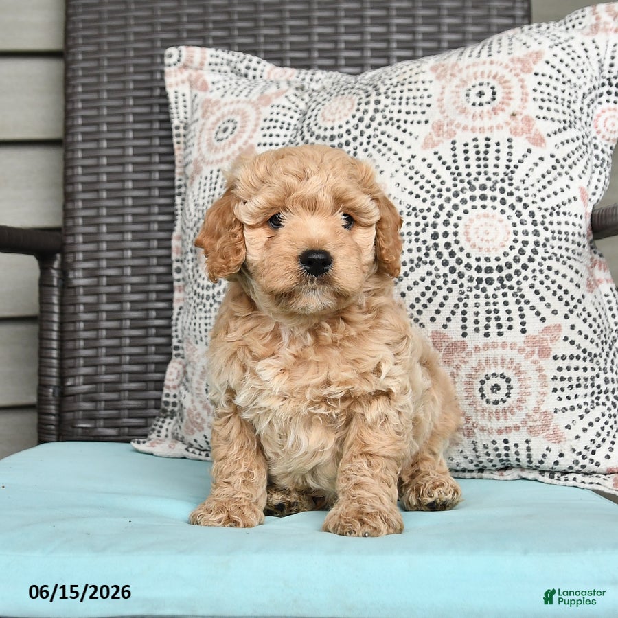 Cavapoo dogs Striker - Ad 1