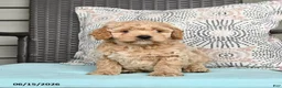 Cavapoo dogs for sale: Striker - Ad 1