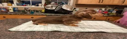 Miniature Dachshund dogs for sale: Chocolate & Cream AKC girl - Ad 3