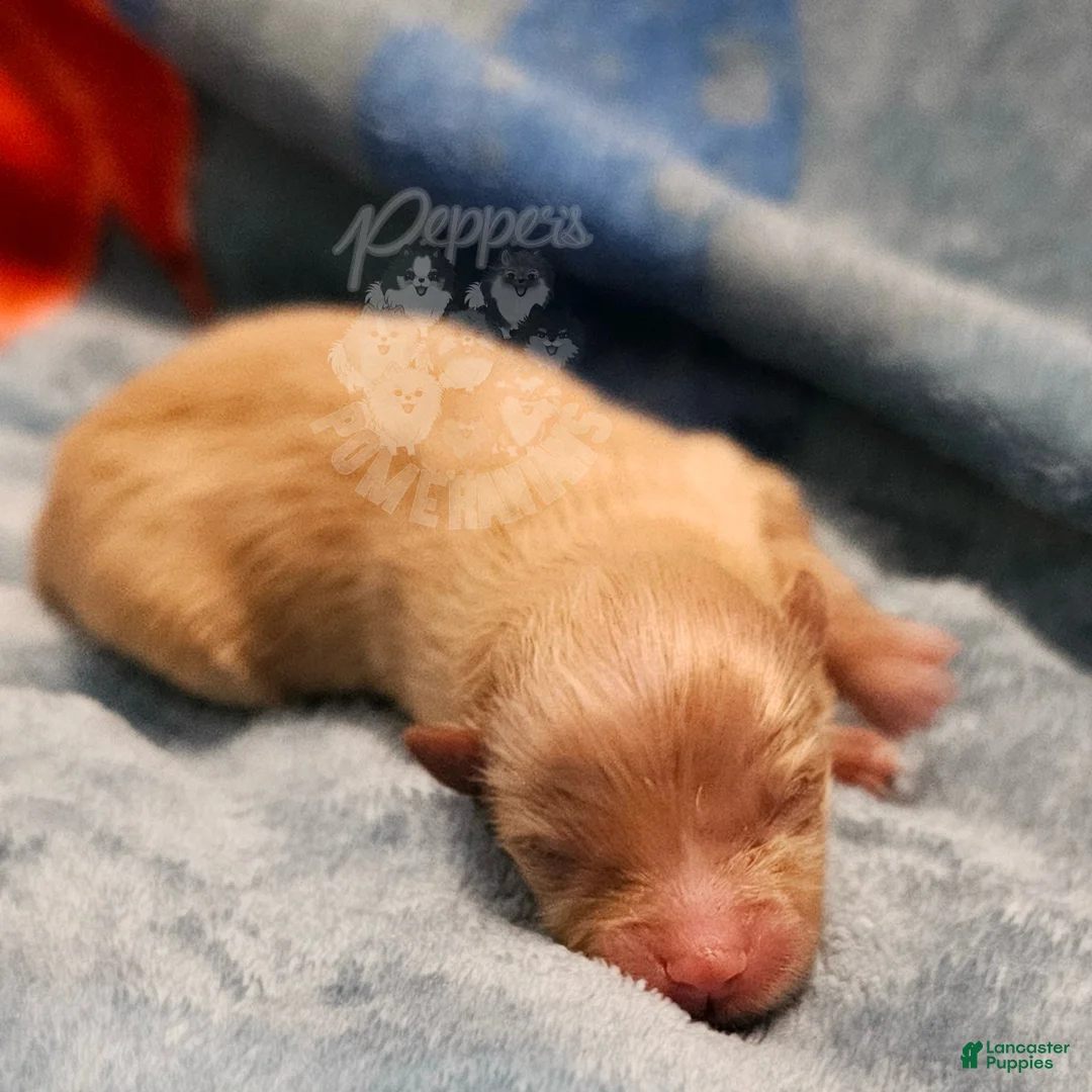 Pomeranian dogs for sale: Pepper's Marigold - "Goldie" - Ad 2