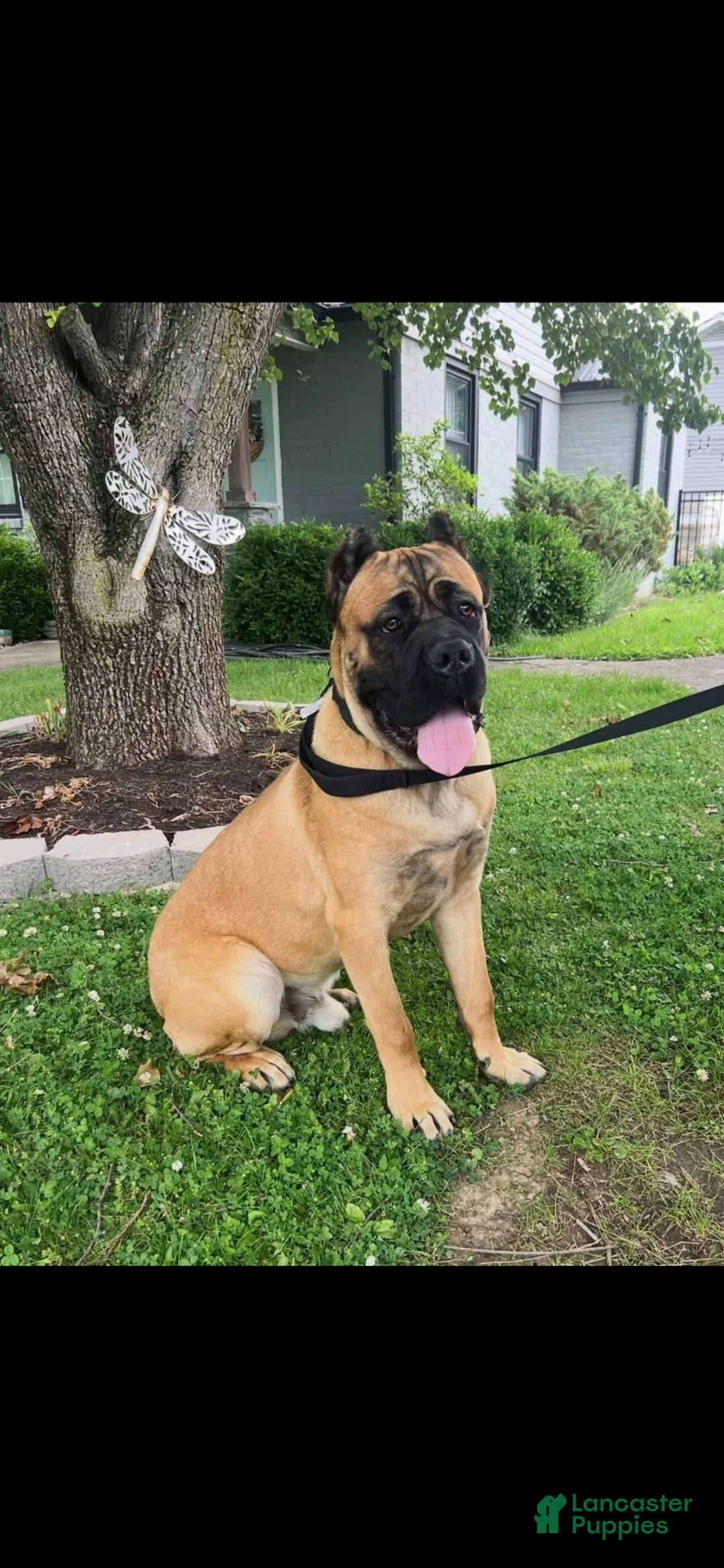 Cane Corso dogs for sale: Purple Collar Female - Ad 3