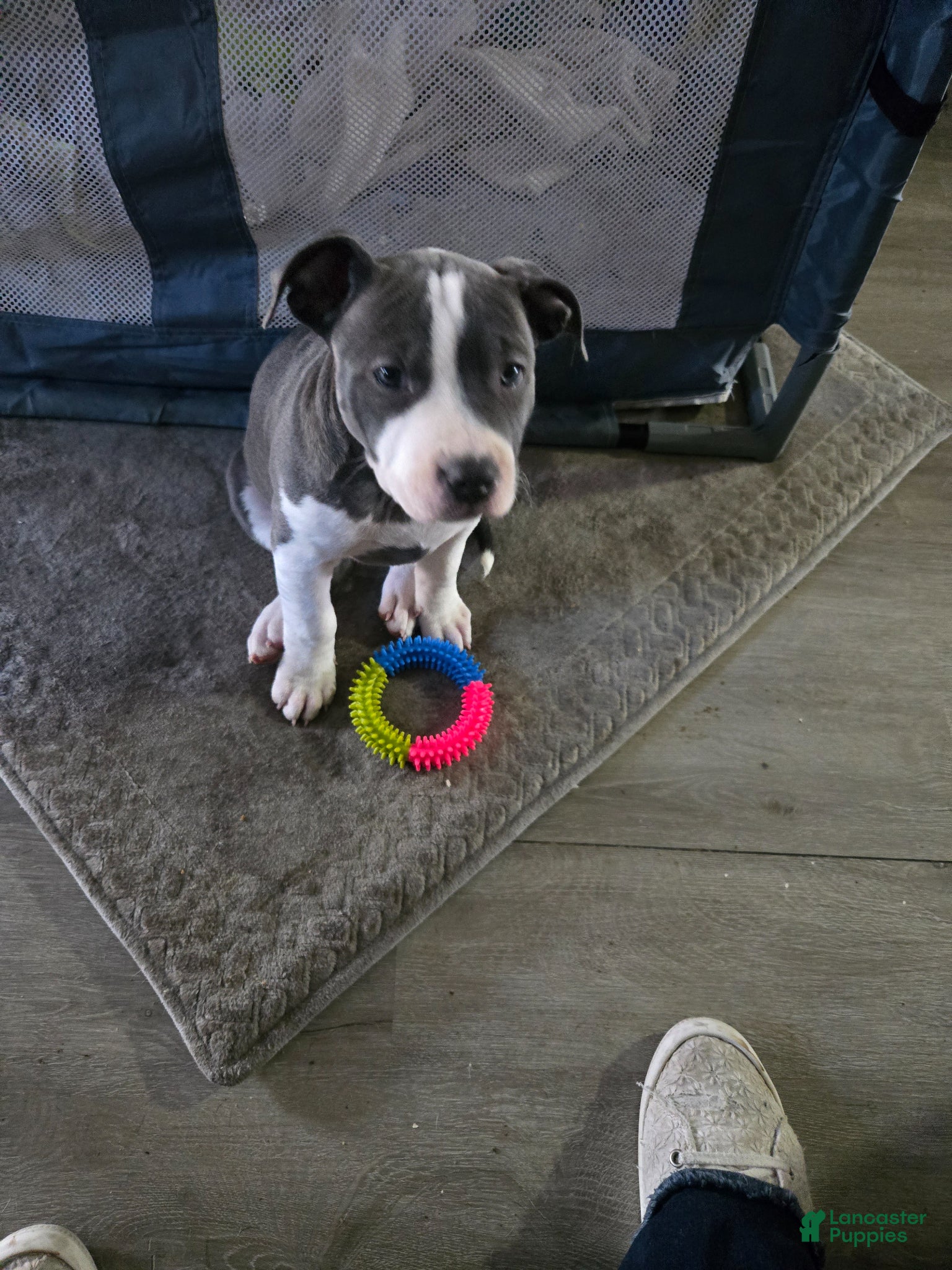 Mixed Breed dogs Staffshire terrier,American bully #4 - Ad 16