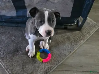 Mixed Breed dogs Staffshire terrier,American bully #4 - Ad 16