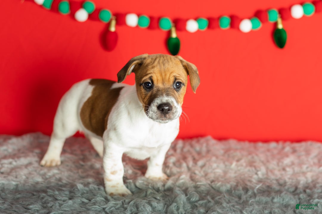 Mixed Breed dogs for sale: Bella - Ad 3