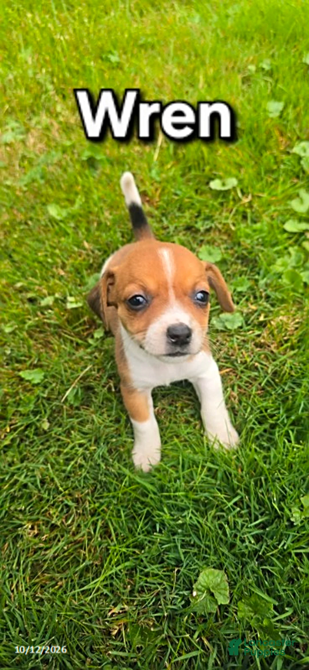 Mixed Breed dogs for sale: Wren - Ad 1
