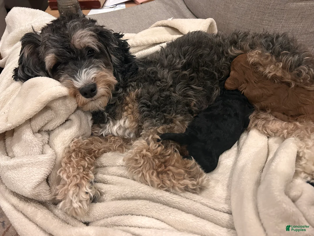 Mini Bernedoodle dogs for sale: Ivy - Ad 10