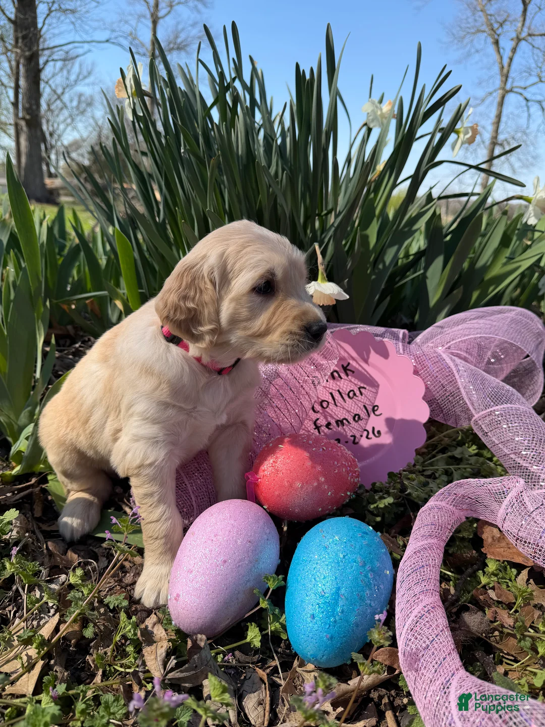 Golden Retriever dogs for sale: Pink Collar - Ad 1