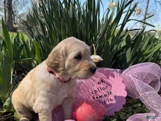 Golden Retriever dogs Pink Collar - Ad 5