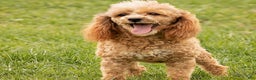 Miniature Poodle dogs for sale: Rudy  - Ad 4