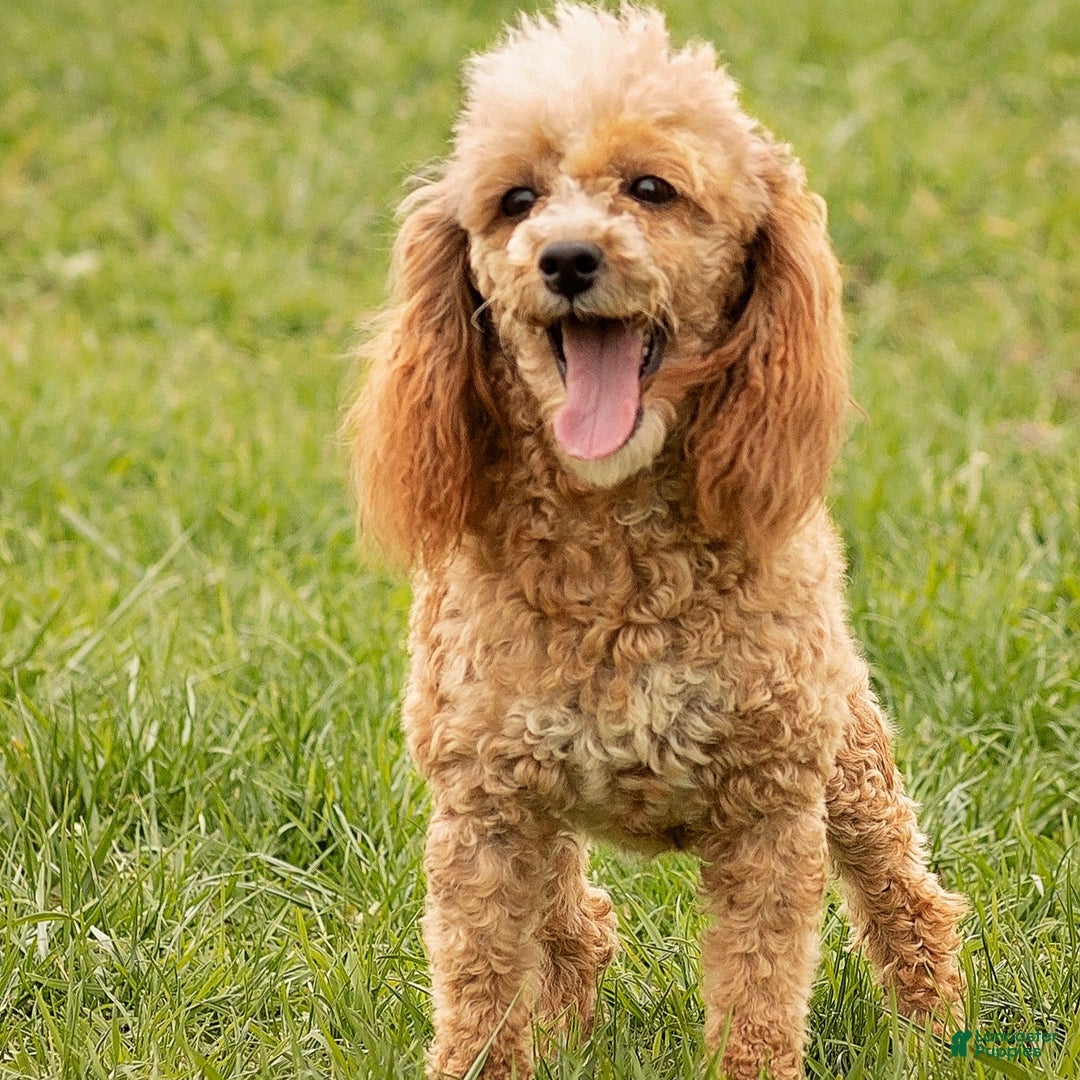 Miniature Poodle dogs for sale: Rudy  - Ad 4