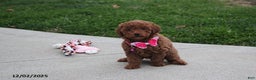 Toy Poodle dogs for sale: Paige - Ad 1