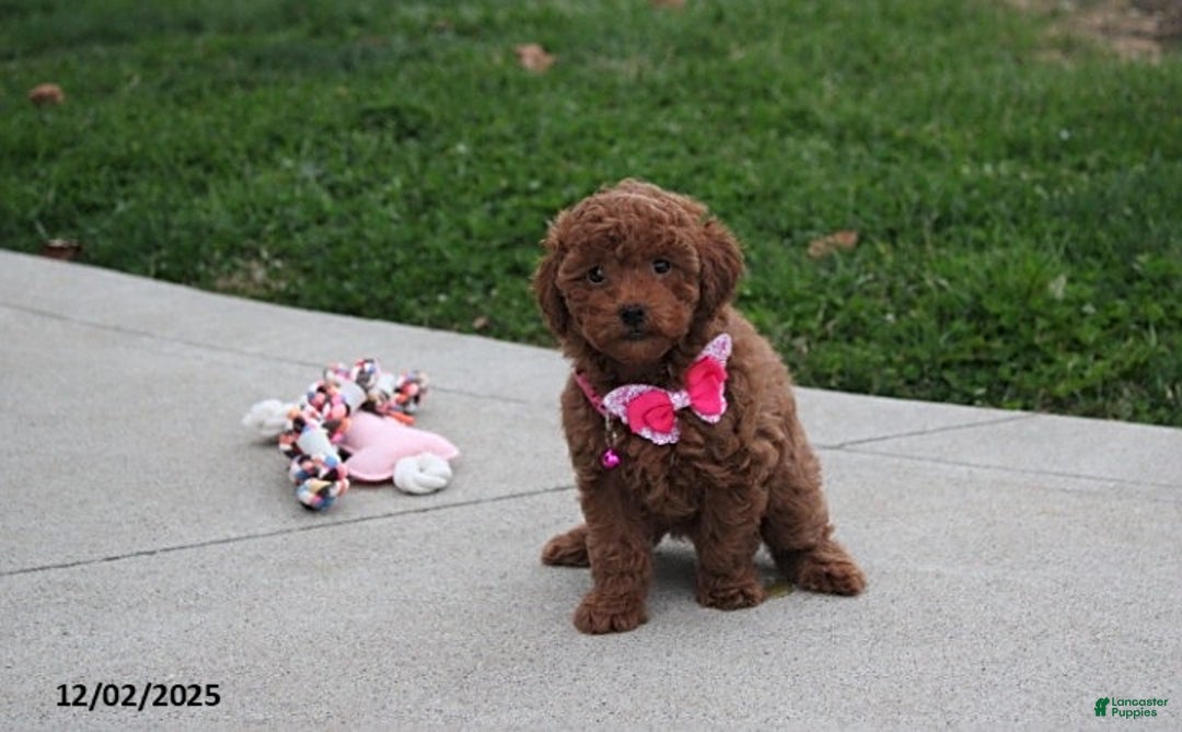Toy Poodle dogs for sale: Paige - Ad 1