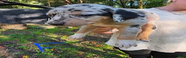 Mixed Breed 8