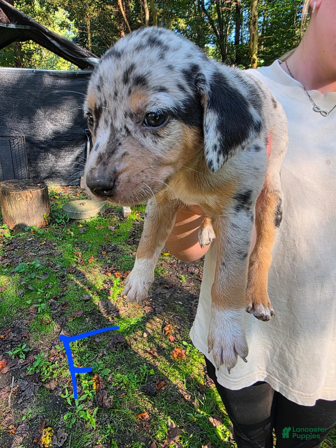 Mixed Breed dogs for sale: Mixed Breed 8 - Ad 1